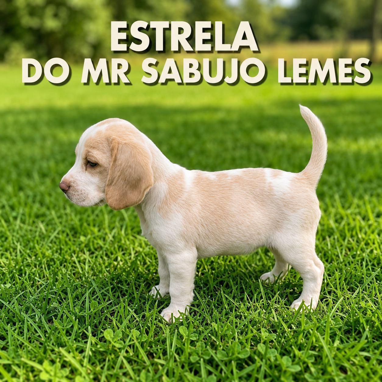 Matriz Estrela